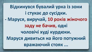 💠 Відкинувся Бувалий Урка з Зони та Захотів Жінку! Українські Анекдоти та Українською! Епізод #317