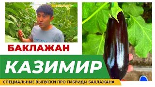 Гибрид  баклажана "КАЗИМИР"! #агробизнес #баклажаны #бизнес