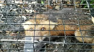 Fox trapped