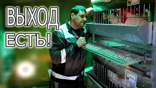 💥 РАСКЛЕВ ПТИЦЫ, ЧТО ДЕЛАТЬ!?