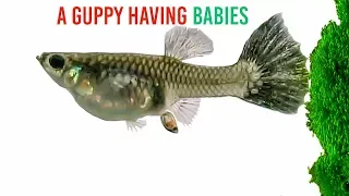 A Guppy Having Babies