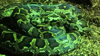 Thailand Schlangenshow: Python beisst Touristin in die Nase!