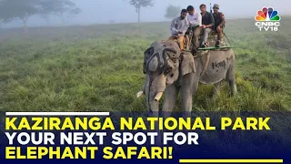 Kaziranga National Park: Your Next Spot For Elephant Safari! | N18V | CNBC TV18