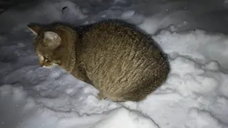 дикий Камышовый кот Васька, снегопад,😻❄️🔥