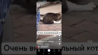 кот поймал крысу