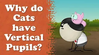 Why do Cats have Vertical Pupils? + more videos | #aumsum #kids #science #education #children