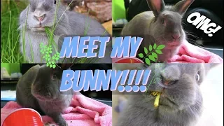 MEET MY BUNNY!!!!!