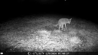 coyote marking jan 9 2024