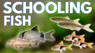 Top 7 Schooling Fish for Your Aquarium