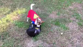 Batman Vs. Superman: Director's Cut