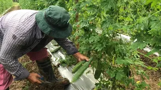 AMPALAYA 2ND HARVEST sa ibaba pa lang may bunga na