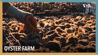 Oyster Farm | VOA Connect