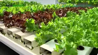 HYDROPONICS: What is NFT Movable Table System?