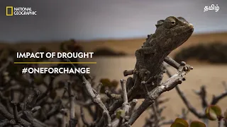 Impact of Drought | #OneForChange | தமிழ் | National Geographic