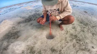 Catch mantis shrimp in a sand pit using a simple bamboo trap