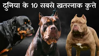 World most dangerous dog breeds || Top 10 most dangerous dog breeds in the world 2024