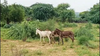 big donkey enjoy in my village