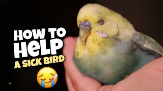 12 Essential Tips to Nurse Your Sick Budgie Back to Health