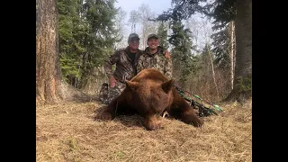 Two Color Phase Bears.  Spring archery hunt in Saskatchewan Canada.