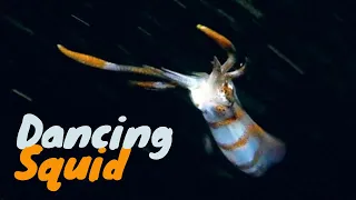 Squid dancing in the dark
