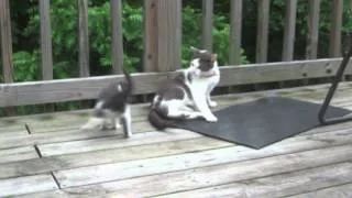 Baby kitten annoying her Mom