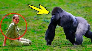 What the gorilla did to the girl amazed all the local residents!