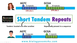 What are Tandem Repeats in DNA? Short Tandem Repeats (STR) and its applications