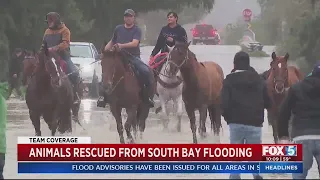 Animals Rescued From South Bay Flooding