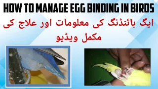 Egg Binding in Birds | Egg Binding Issue in Love Birds | Symptoms & Treatment