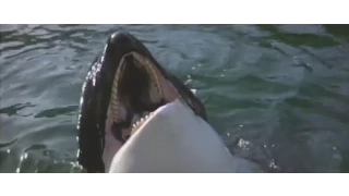 Highlights from 'Orca: The Killer Whale'