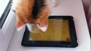 Кот Э играет на айпаде. iPad game for Cats. Cat played.