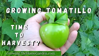 Growing Tomatillos, When to Pick Them, and other assorted TOMATILLO info!