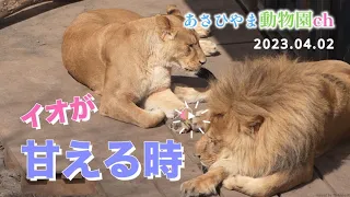 🎀オリトに甘えるイオの姿が可愛い💕「イオが甘える時」夫婦のわずかな時間：旭山動物園のライオン：Io spoiling Orito is adorable💕"Io's way of spoiling"