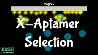 X-Aptamer Selection Process | Bead Based Selection Of X-Aptamers | SELEX Selection Alternative |