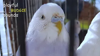 2 Hours of Budgie Sounds Outside | Help Lonely birds to make them happy