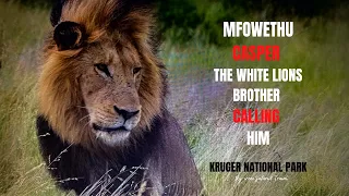 MFOWETHU, CASPER THE WHITE LIONS BROTHER, CALLING HIM in Kruger National Park South Africa