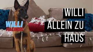Willi (Malinois) allein zu Hause... oder... Hund zerstört Wohnung wenn er alleine ist - 5 Tipps
