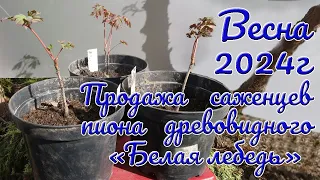 23 04 24г  Весна 2024г  Саженцы пиона древовидного «Белая лебедь»