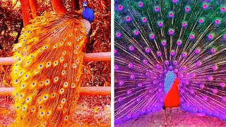 Peacock In The Wind, Beautiful, Colourful, Natural Peacocks Video #09 , Beauty of peacocks #nature