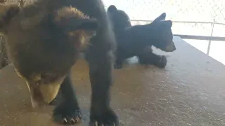 NATIONAL BLACK BEAR DAY! Cub Petting & Feeding with pics taken... Oswaldsbearranch.com