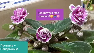 Шикарная Фиалка начинает цветение! Распаковка посылки с черенками Пеларгонии!