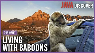 Living With Baboons: The Town in South Africa Where Monkeys Rule | Dangerous Wildlife Documentary