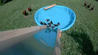 Wood duck ducklings leaving nest box (down slide camera view - raw video)