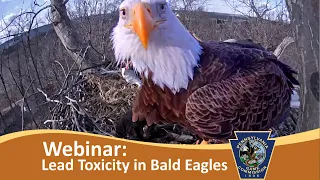 Webinar: Lead Toxicity in Bald Eagles in Pennsylvania