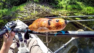 Fishing A Beaver Lure For Big Bass!
