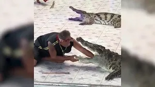 That Had To Hurt: Crocodile Bites Trainers Arm In Thailand!