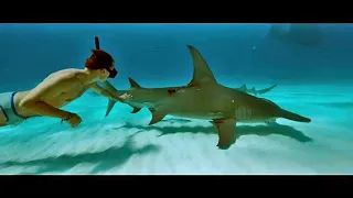 Schulfilm-DVD: Sharkwater - Die Ausrottung  (DVD / Vorschau)