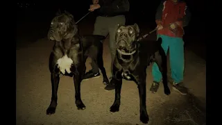 Cane Corso ... KONG ... 50 days old ... and new owner ....