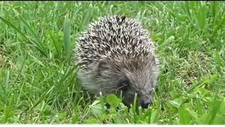 Hedgehog Squeaking ||Sound Effects #shorts