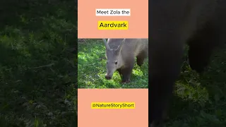 Meet Zola the Aardvark #shorts #animal